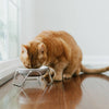 Stainless Steel Cat Bowls and Optional Stand Proudly Made in USA