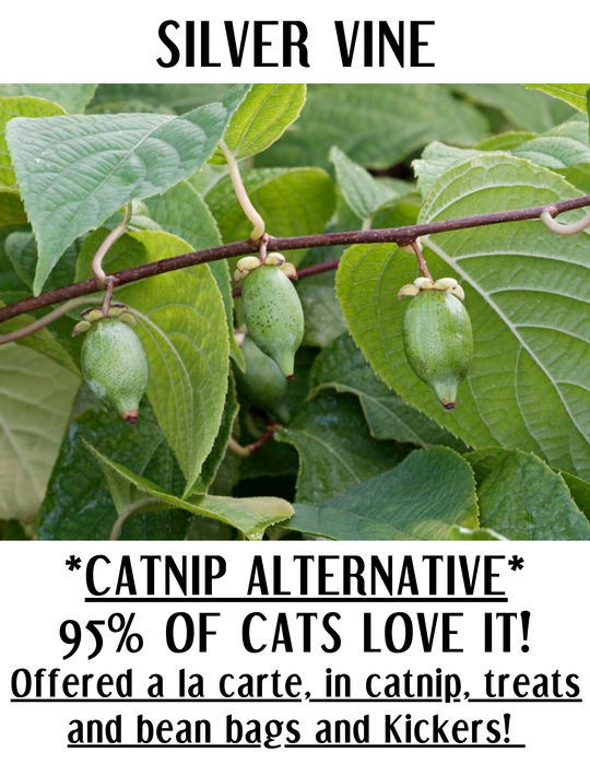 Natural Silvervine (Matatabi) Sticks for Cats – Made in USA Cat Chew Toy