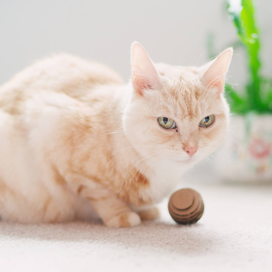 Kitty Batta-Balls Cat Toy – Made in USA Interactive Cat Toy